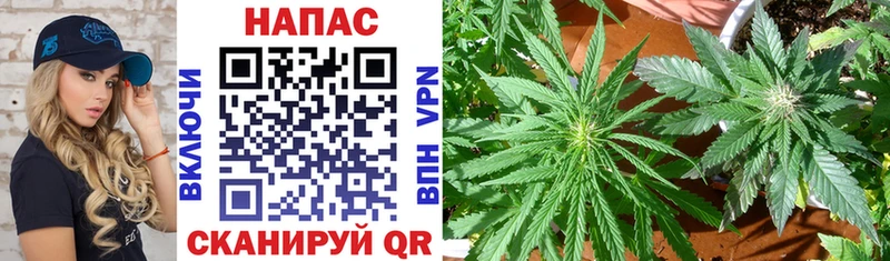 купить закладку  Кущёвская  Канабис SATIVA & INDICA 
